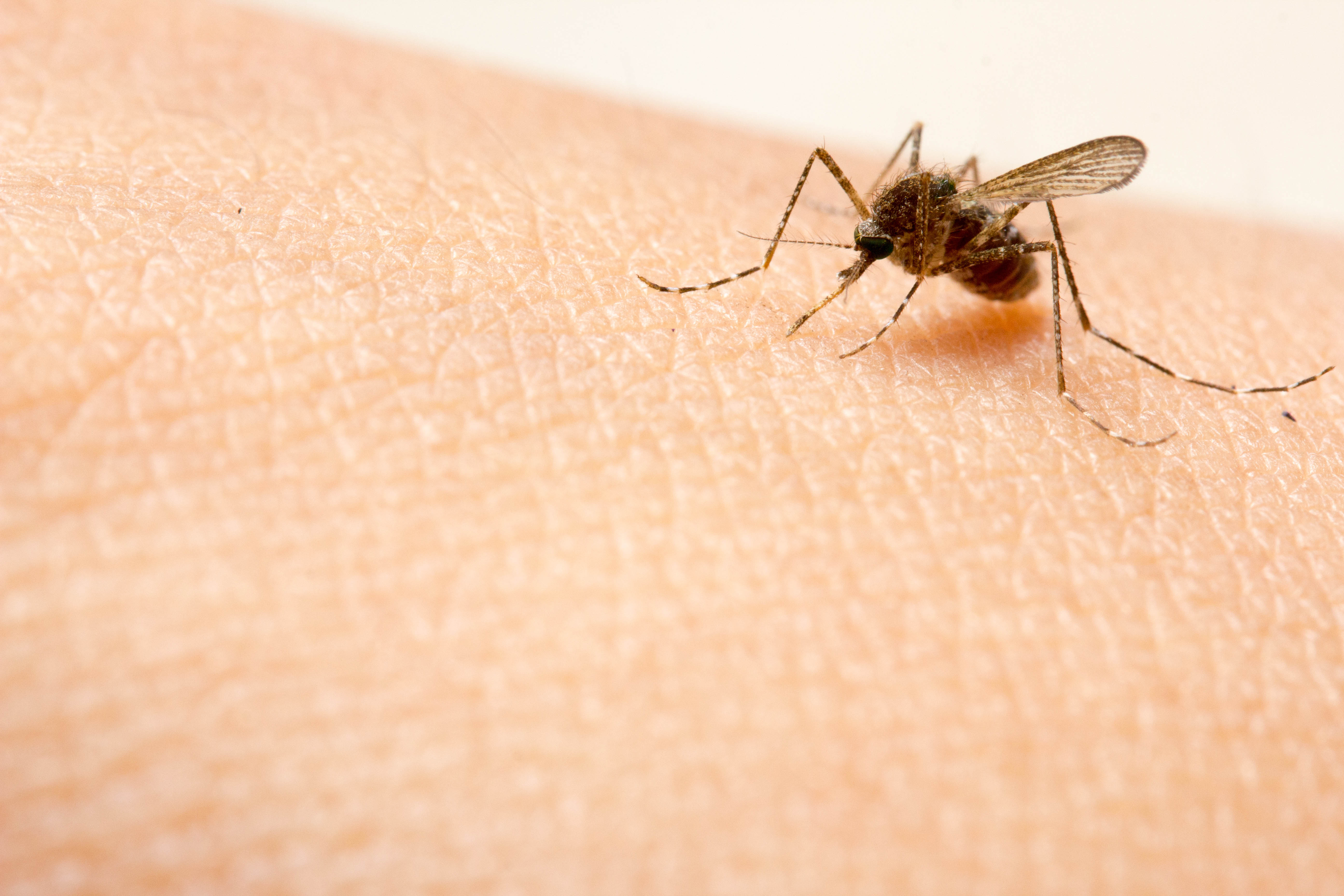 Dengue-Fieber – kein Grund, daheim zu bleiben!