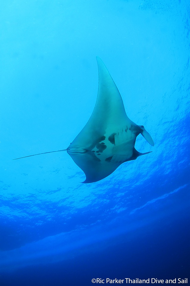 Manta Rochen Koh Bon