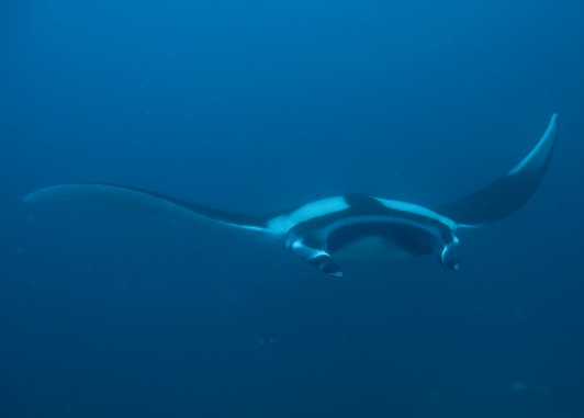 mantarochen koh bon
