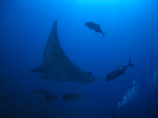 mantarochen koh tachai